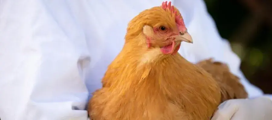 Chicken being held by technician