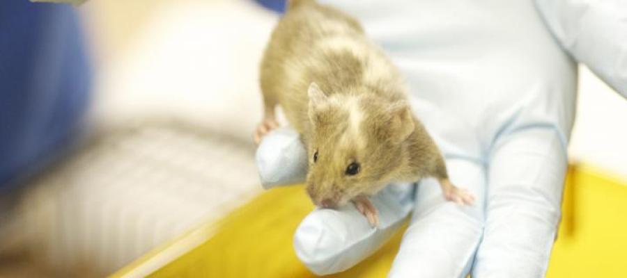 Transgenic Mouse Production