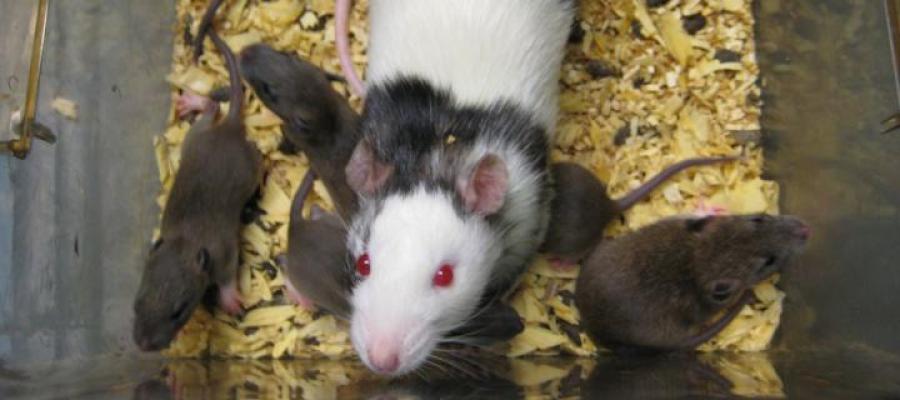 Transgenic Rat Production