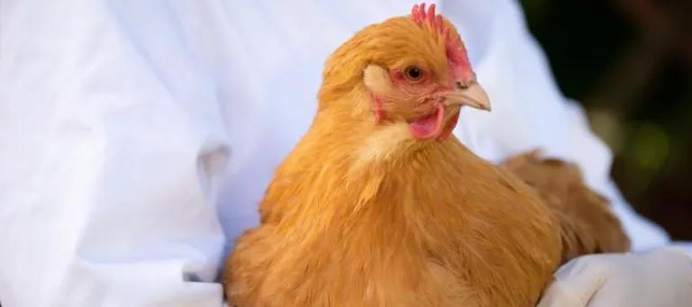 Chicken being held by technician