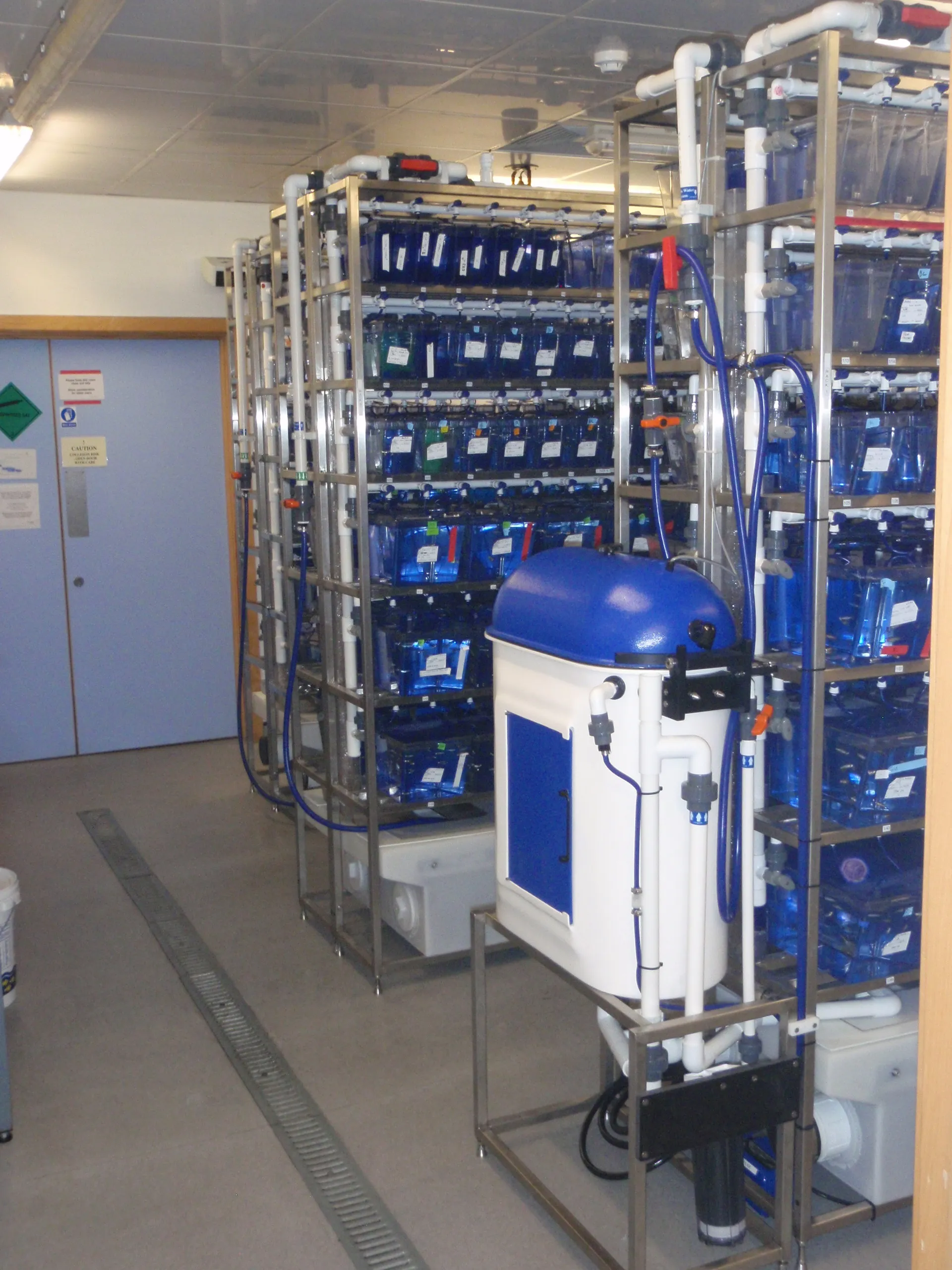 Zebrafish tanks on racks