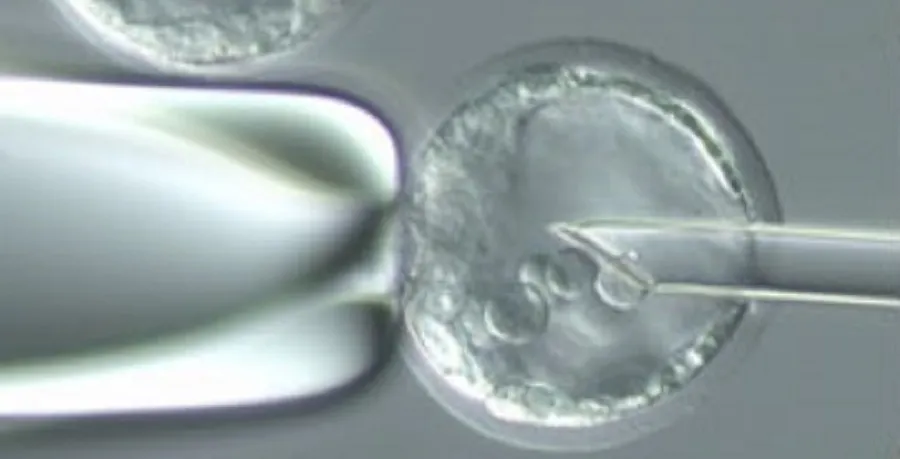 Embryo injection