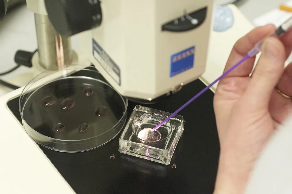 Technician performing in vitro fertilisation