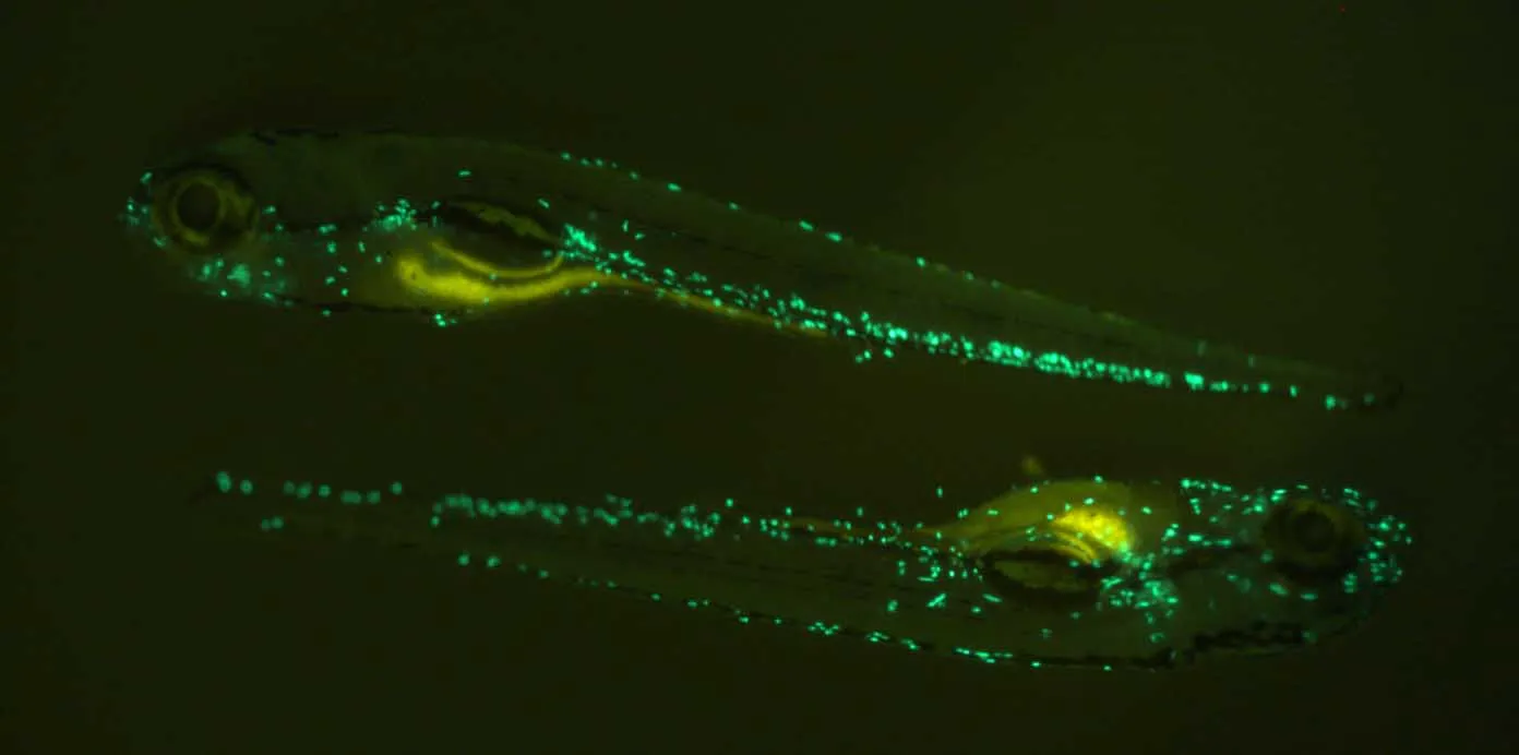 Zebrafish green