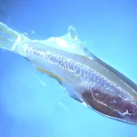 Zebrafish Casper