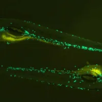 Zebrafish green