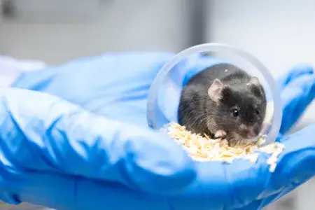 A mouse sits in a clear tube held by a blue-gloved hand
