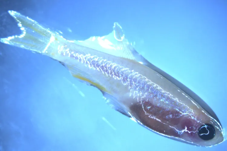 Zebrafish Casper