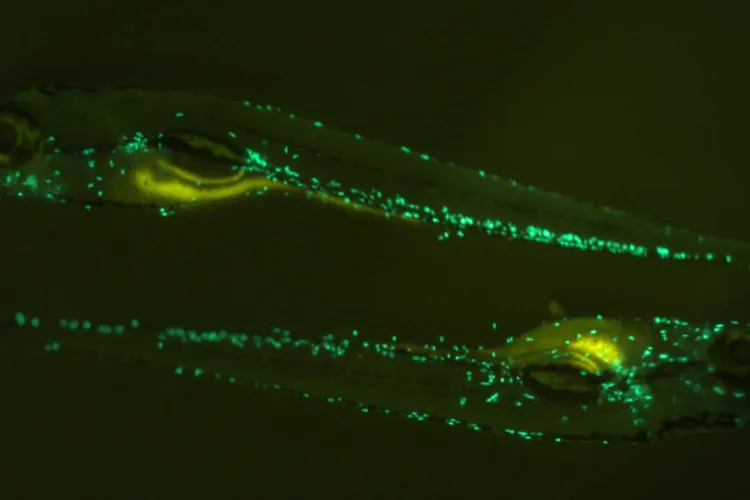 Zebrafish green