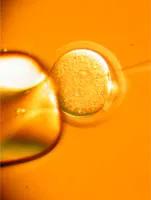 Image of rat cell microinjection
