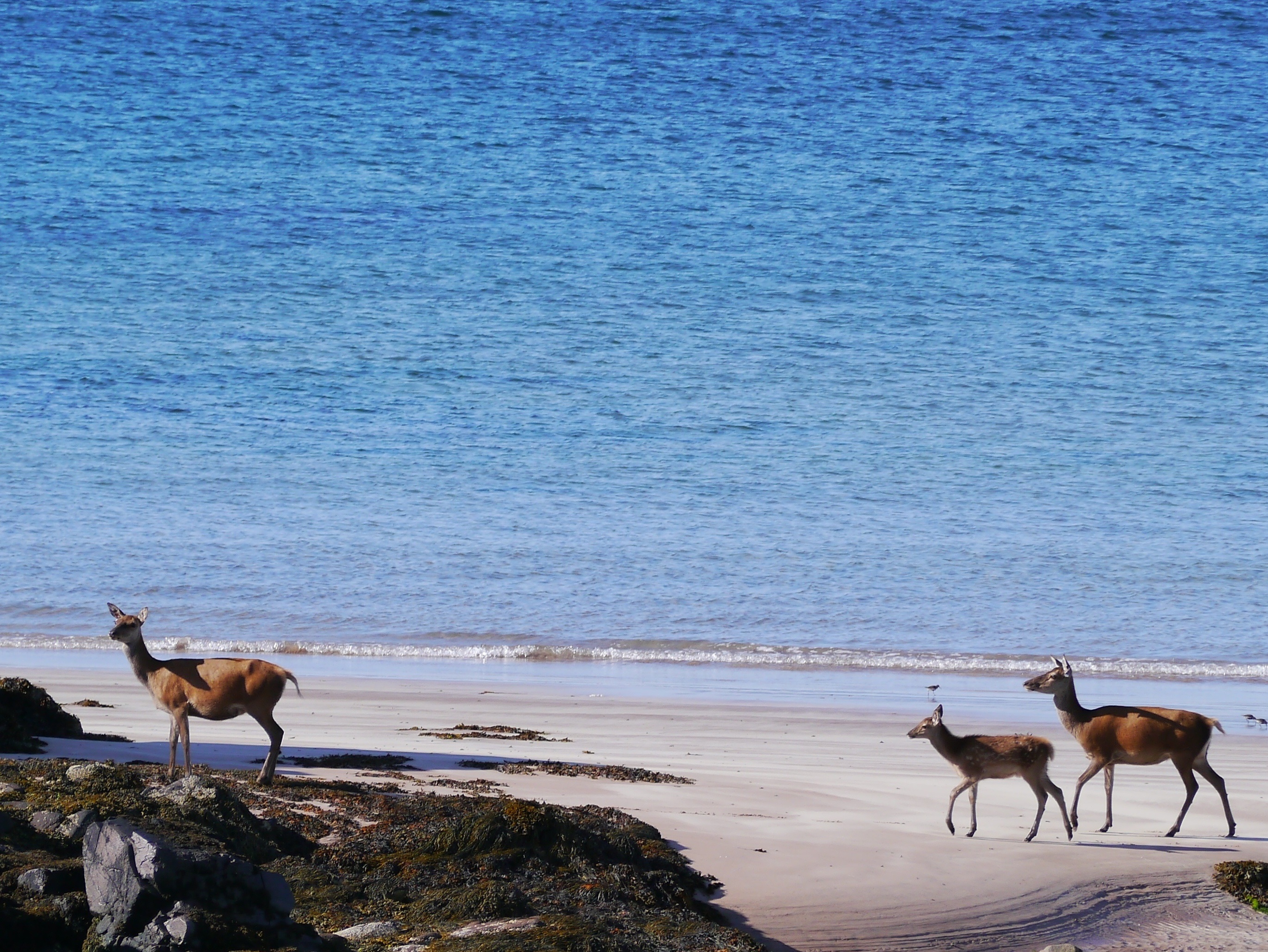 Hinds near sea isle of Rhum