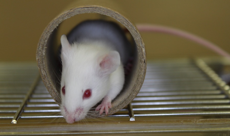 White mouse in a cardboard tube