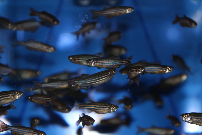 zebrafish in tank